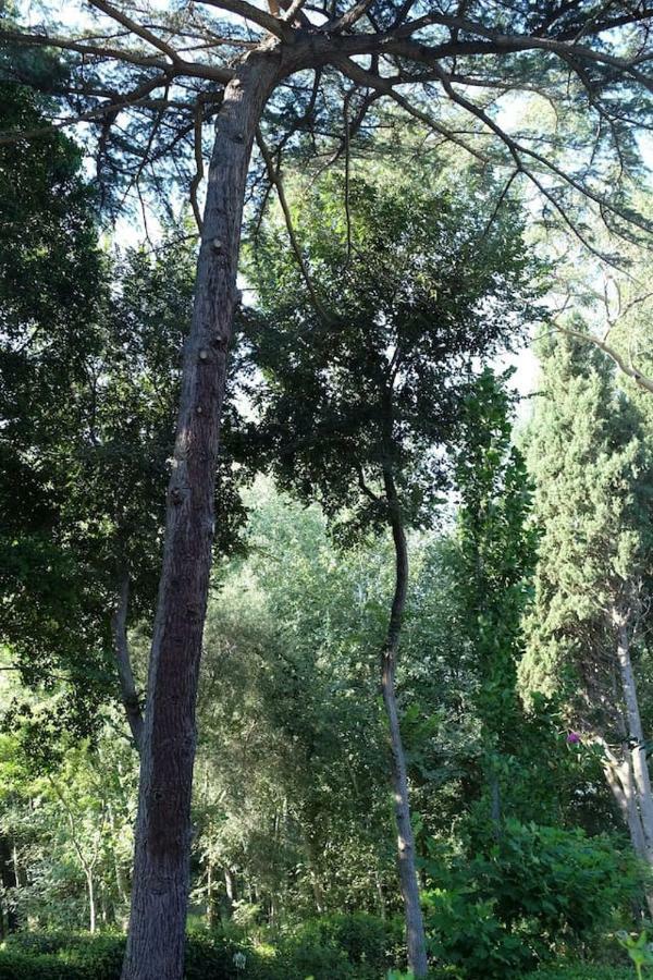 Suite A Villa D'Orri Sarroch Exterior foto